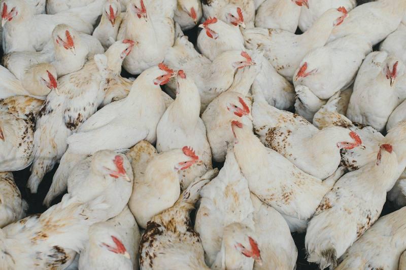 ब्रॉयलर पोल्ट्री (1,000 पक्षी)