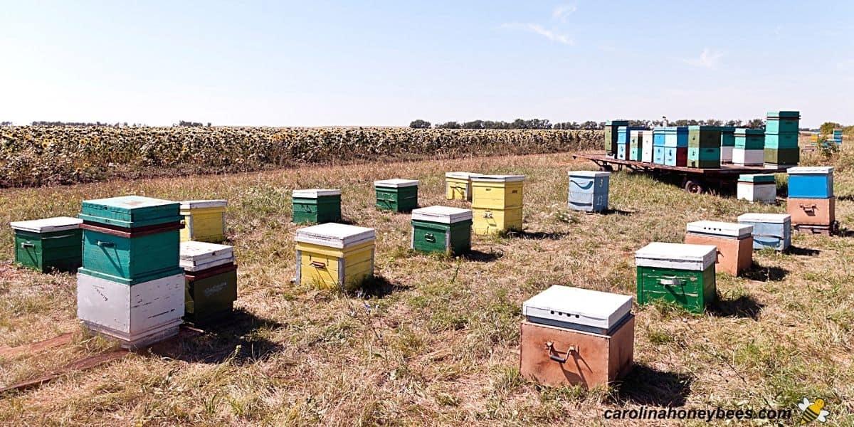 Beekeeping (50 boxes) for ₹2.2 lakh: Cost & Subsidy (2026) - Cover Image